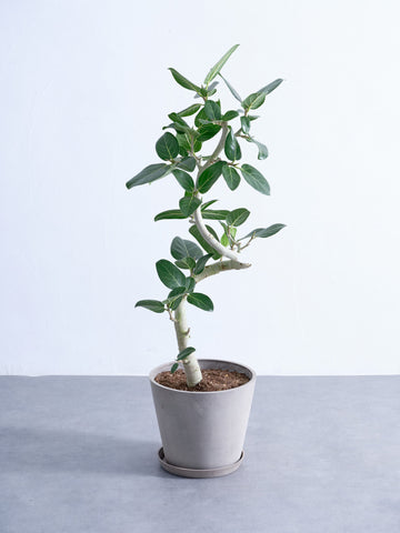 フィカス・ベンガレンシス らせん M　