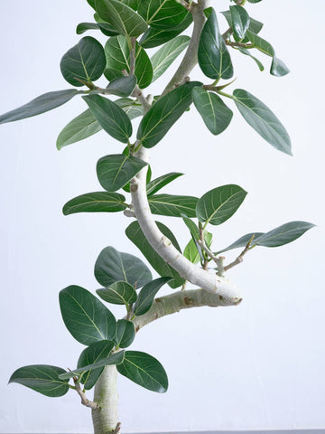 フィカス・ベンガレンシス らせん M　