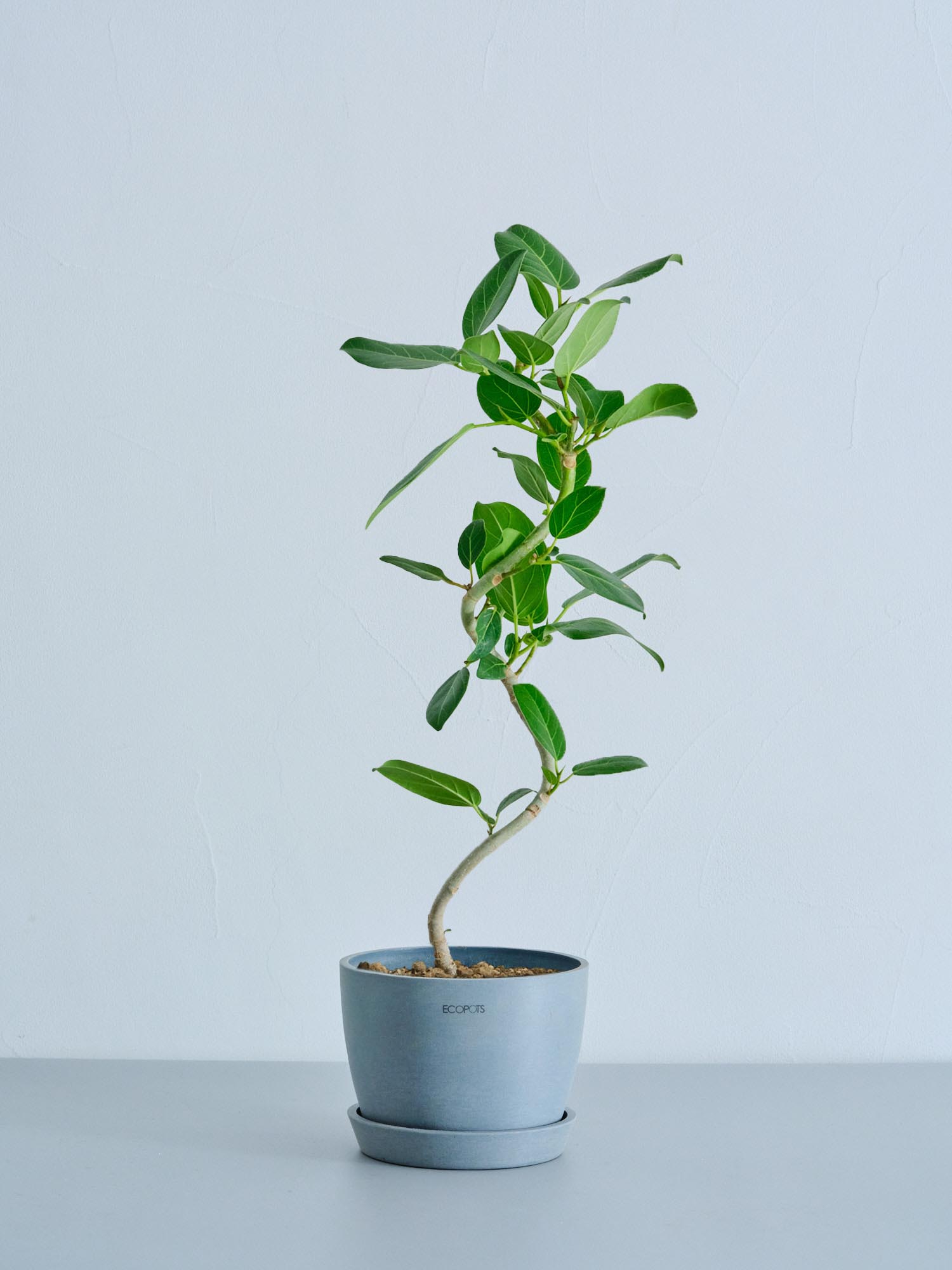 フィカス・ベンガレンシス らせん Table-L