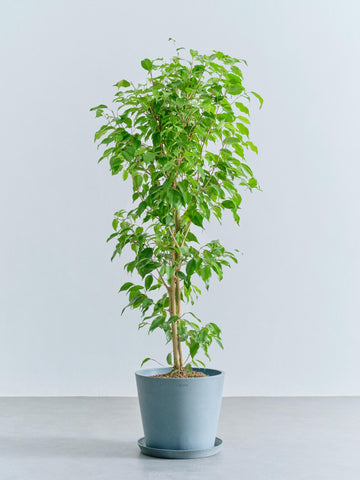 フィカス・ベンジャミン L