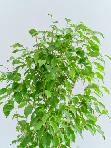 フィカス・ベンジャミン L