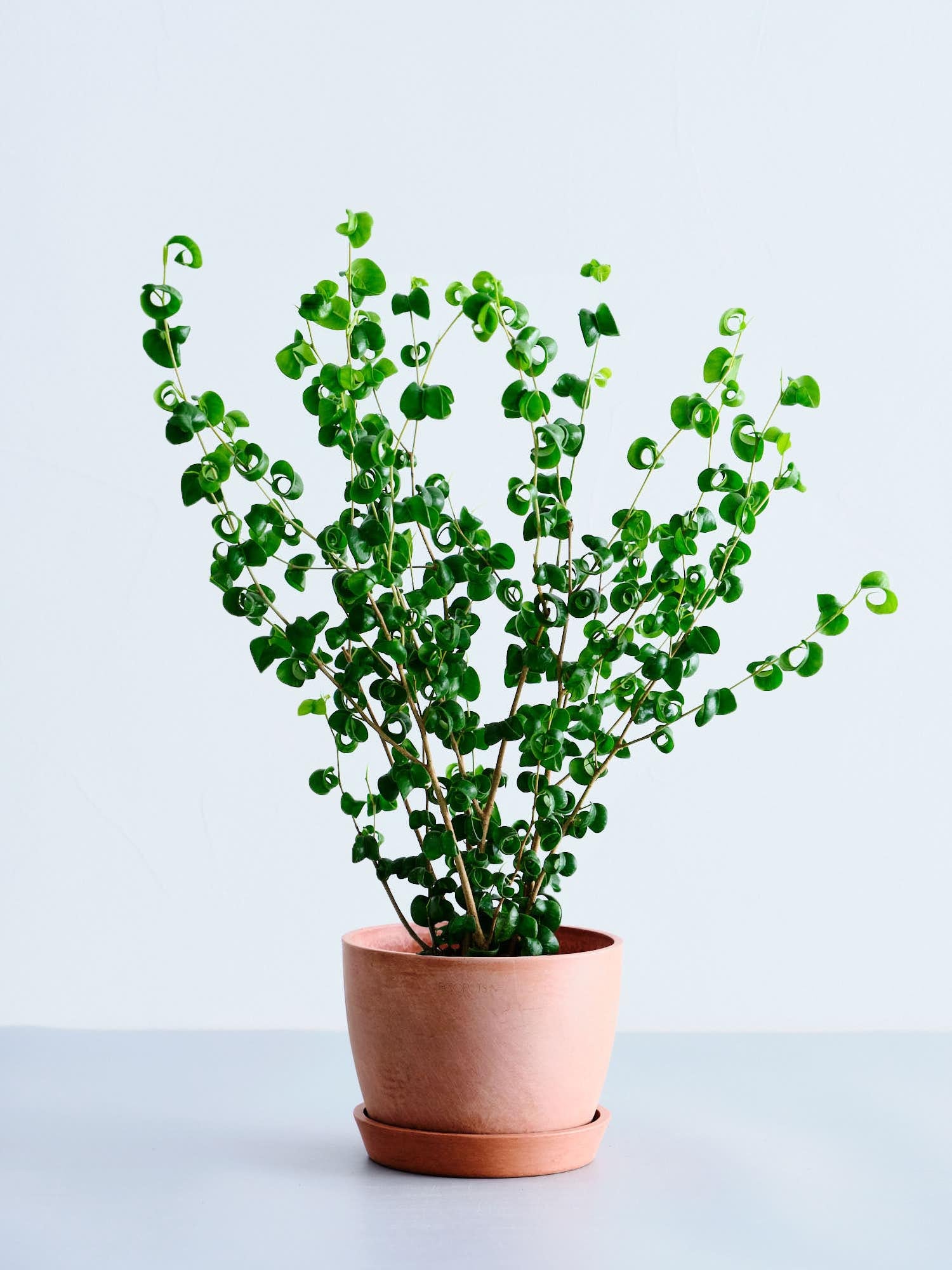 フィカス（ゴムの木）5号