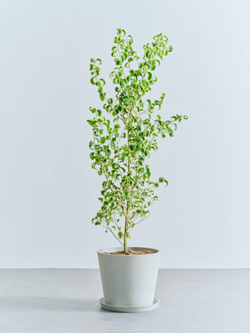 ベンジャミン・シタシオン L