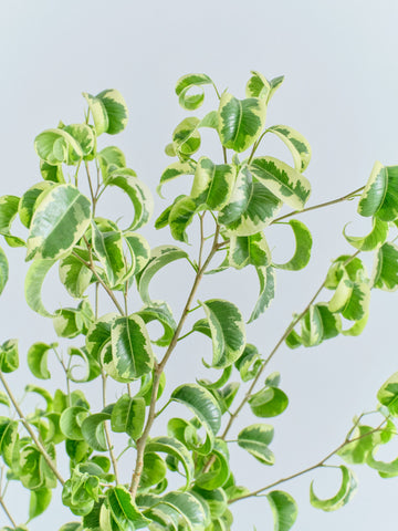 ベンジャミン・シタシオン L