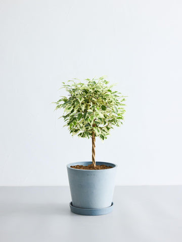 フィカス・ベンジャミン・スターライト