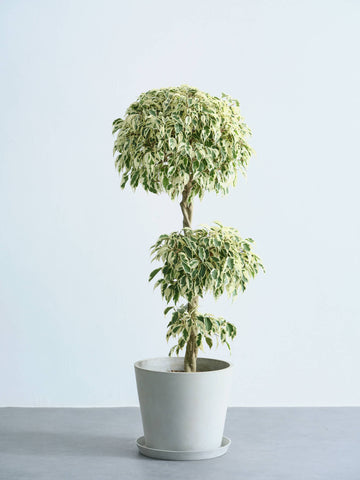 フィカス・ベンジャミン・スターライト・ビューティークイーン  L #2