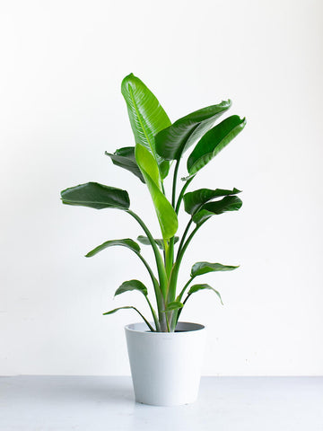 ストレリチア（極楽鳥花）