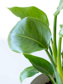 ストレリチア・オーガスタ L