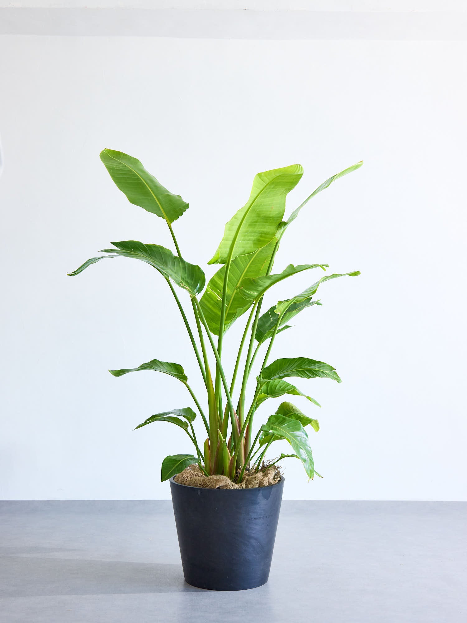 ストレリチア・オーガスタ XL