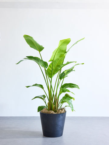 ストレリチア・オーガスタ XL