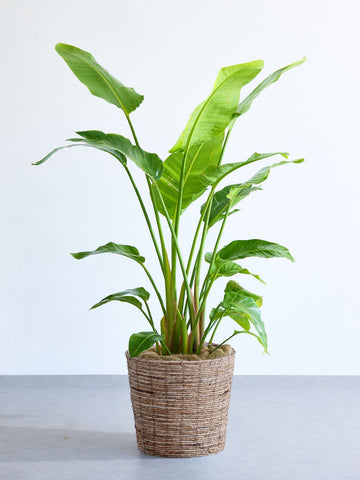 ストレリチア・オーガスタ XL  (バナナリーフバスケット ブラウン)