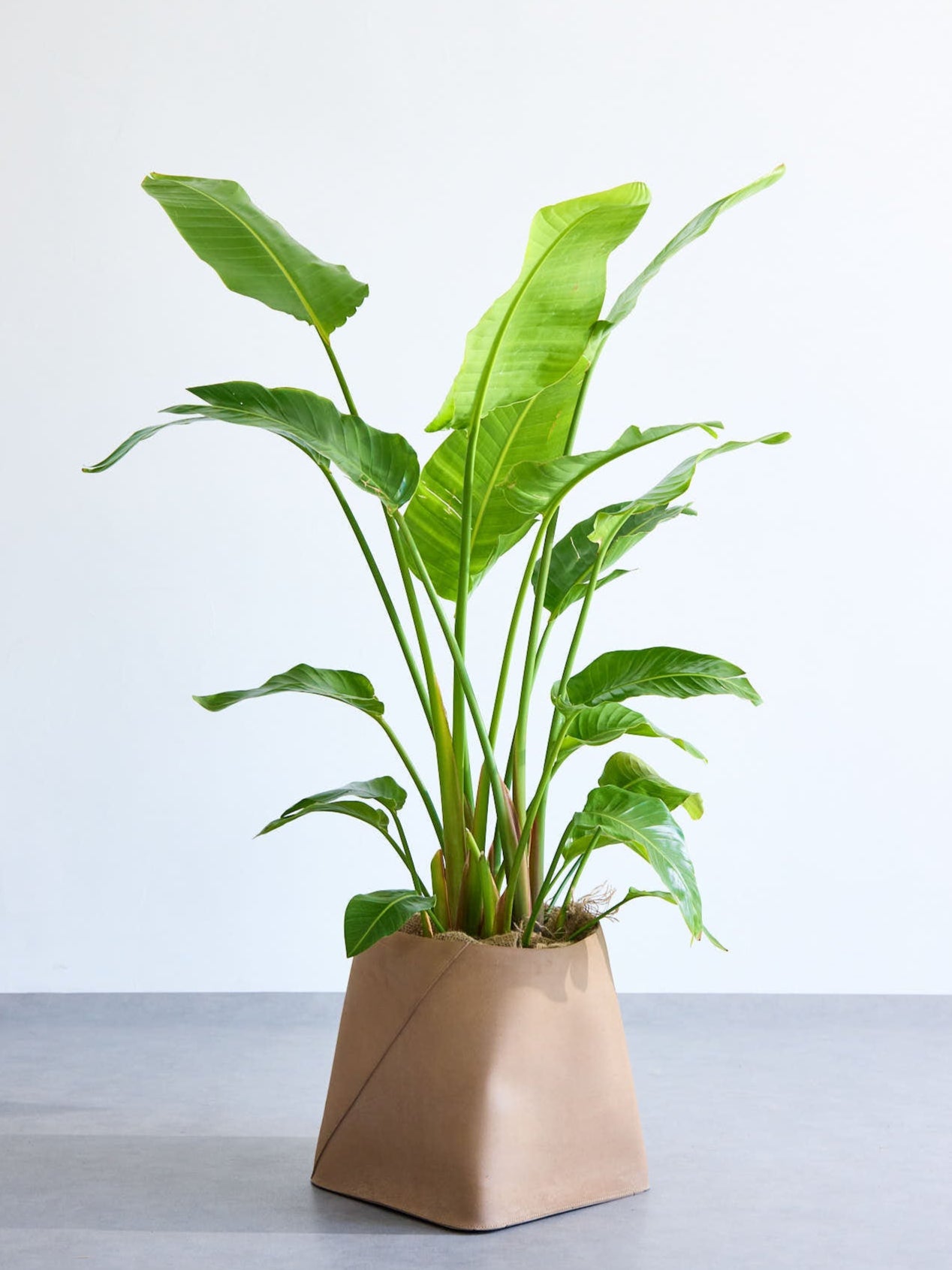 ストレリチア・オーガスタ XL  (レザーカバー ベージュ)