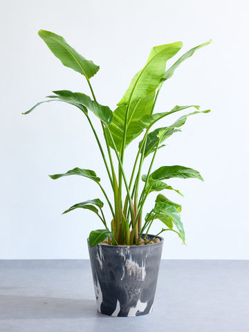 ストレリチア・オーガスタ XL  (樹脂ポット ブラックマーブル)