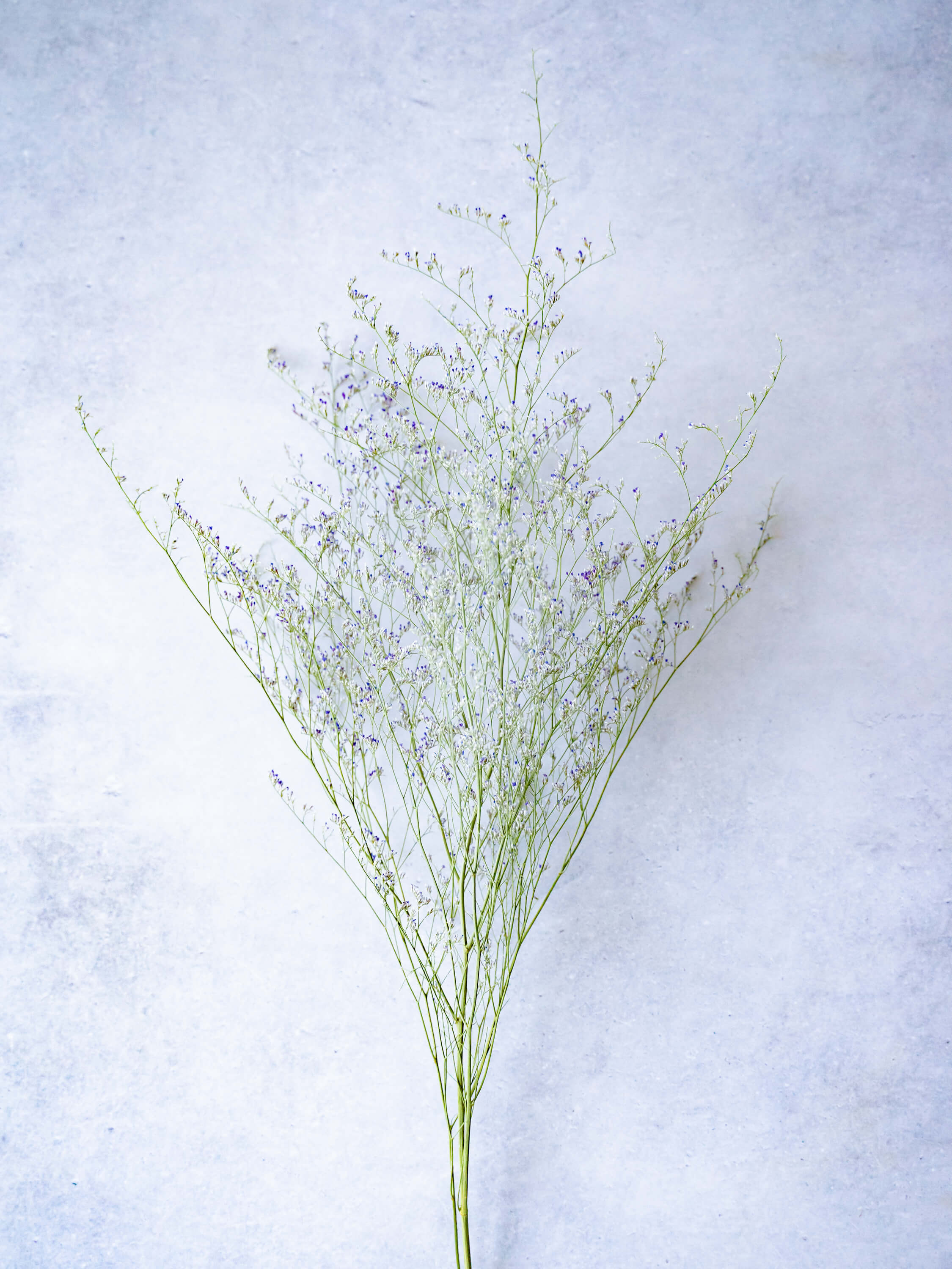 ドライ花材 リモニウム ブルーファンタジー