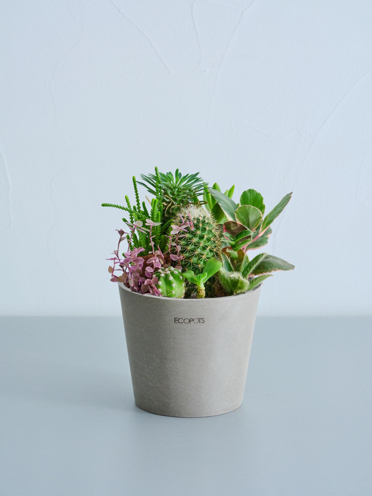 多肉植物とサボテンの寄せ植え Table-M