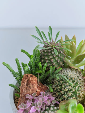 多肉植物とサボテンの寄せ植え Table-M