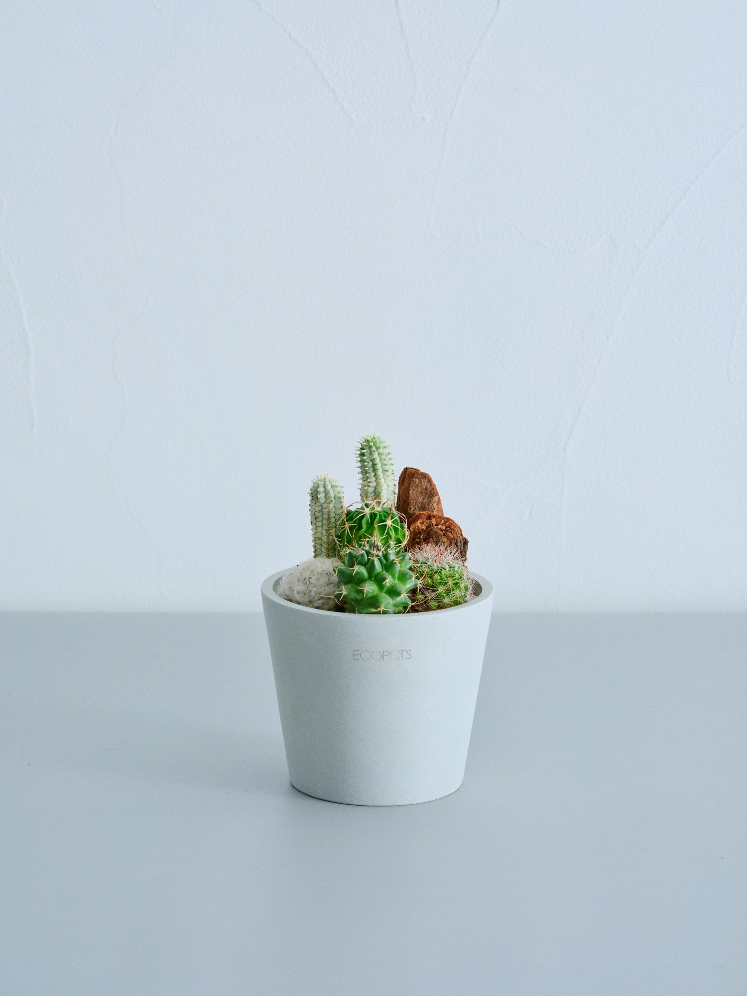 サボテンの寄せ植え Table-S