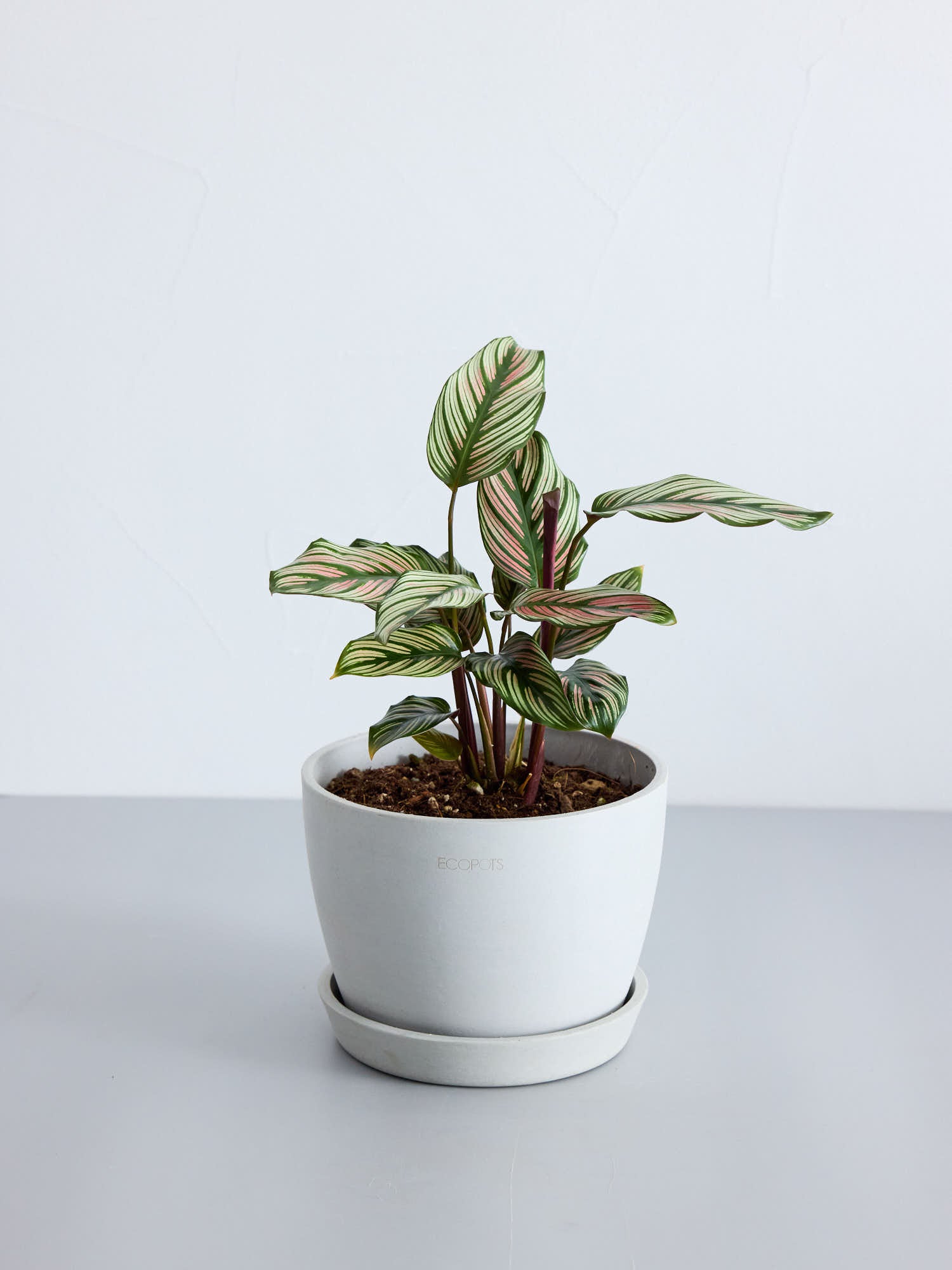 カラテア・ホワイトスター Table-L