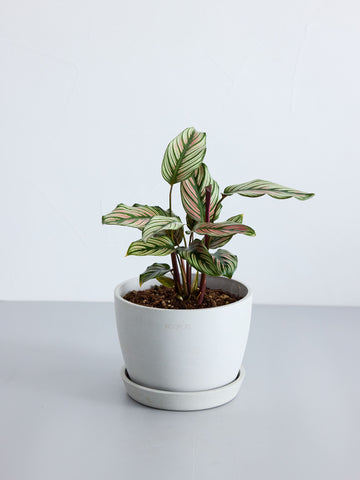 カラテア・ホワイトスター Table-L