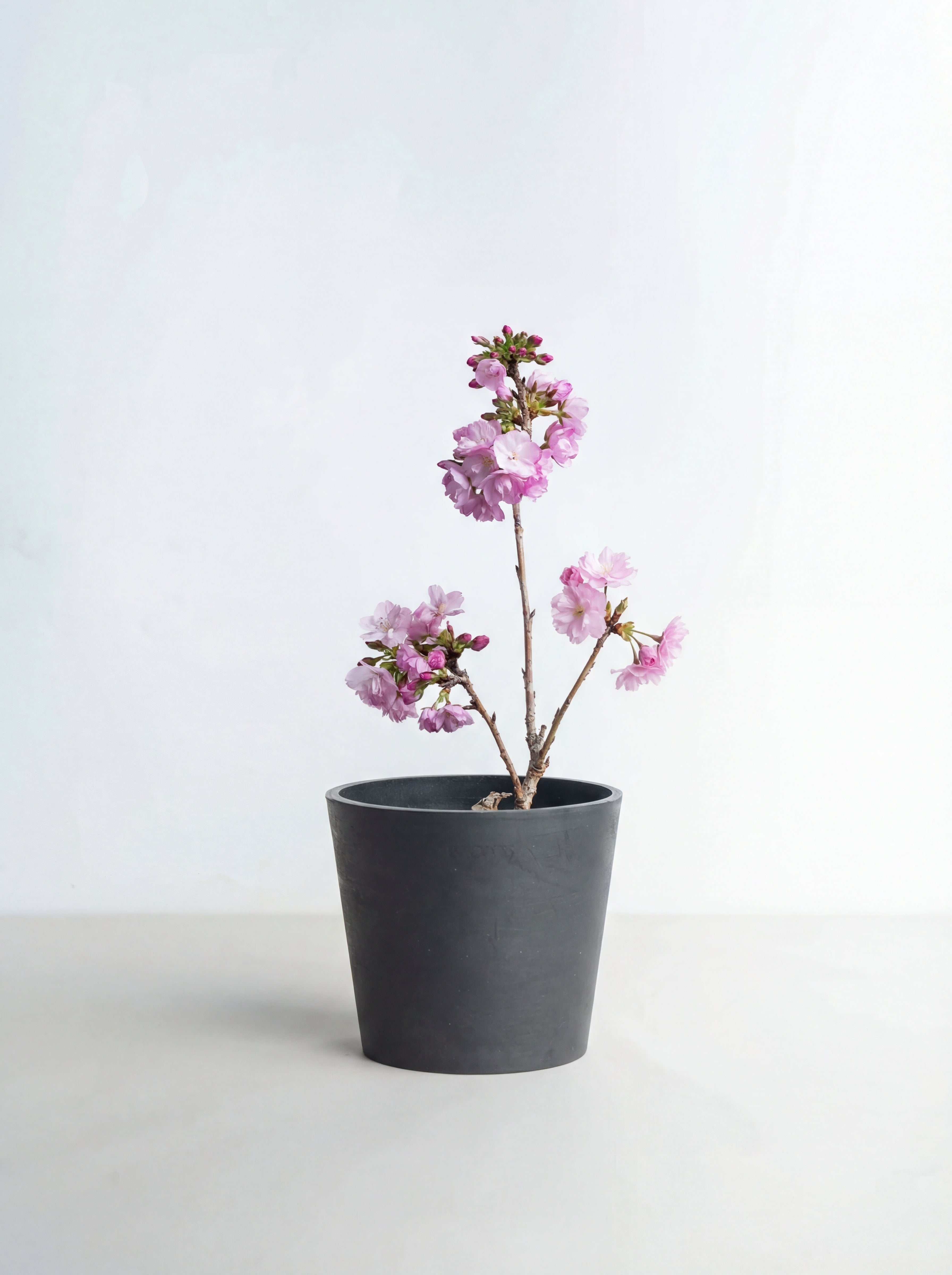 サクラ Lite Table-M