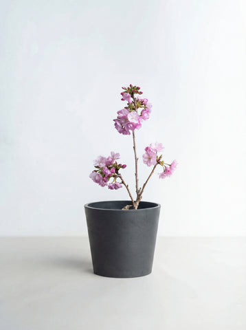 サクラ Lite Table-M