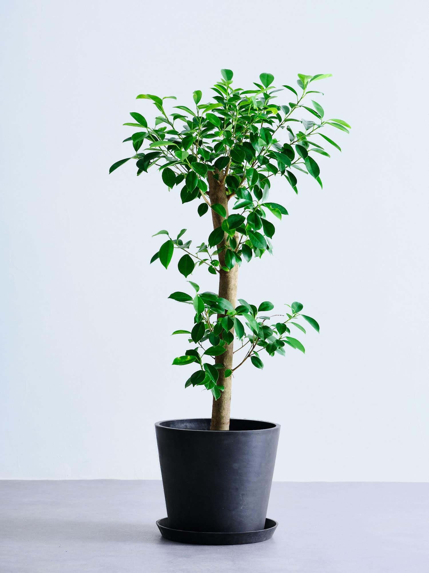 ガジュマル 3号大型