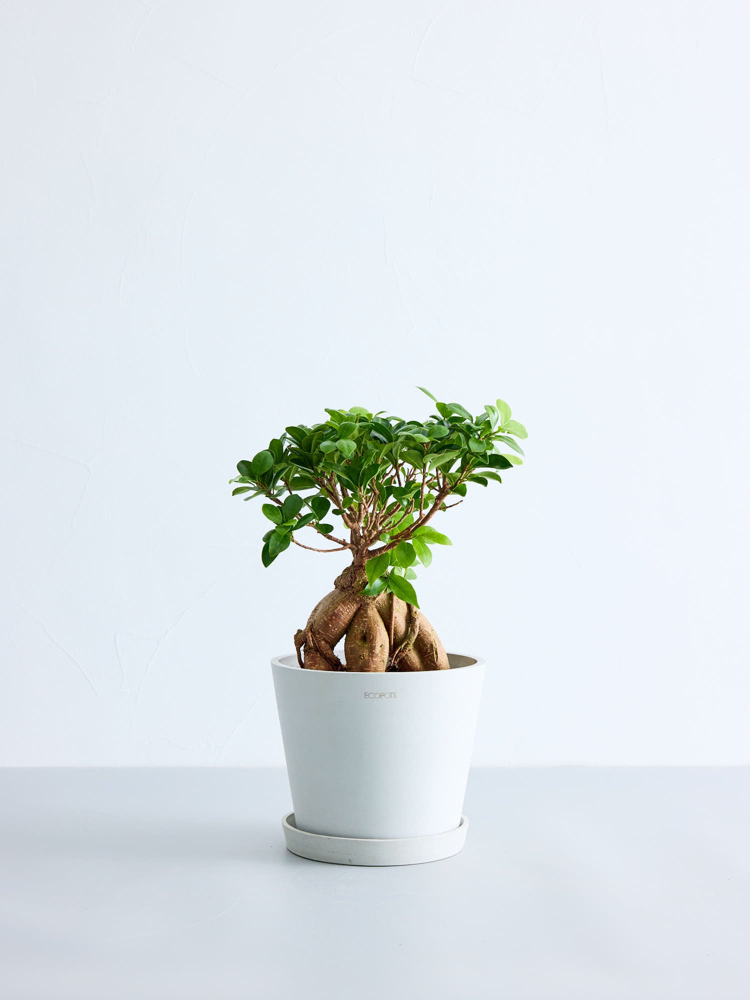 ガジュマル S （Amsterdam ホワイトグレー）