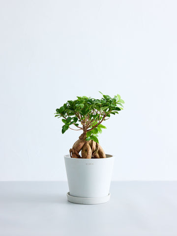 ガジュマル S （Amsterdam ホワイトグレー）