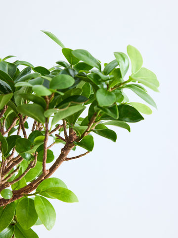 ガジュマル S （Amsterdam ホワイトグレー）