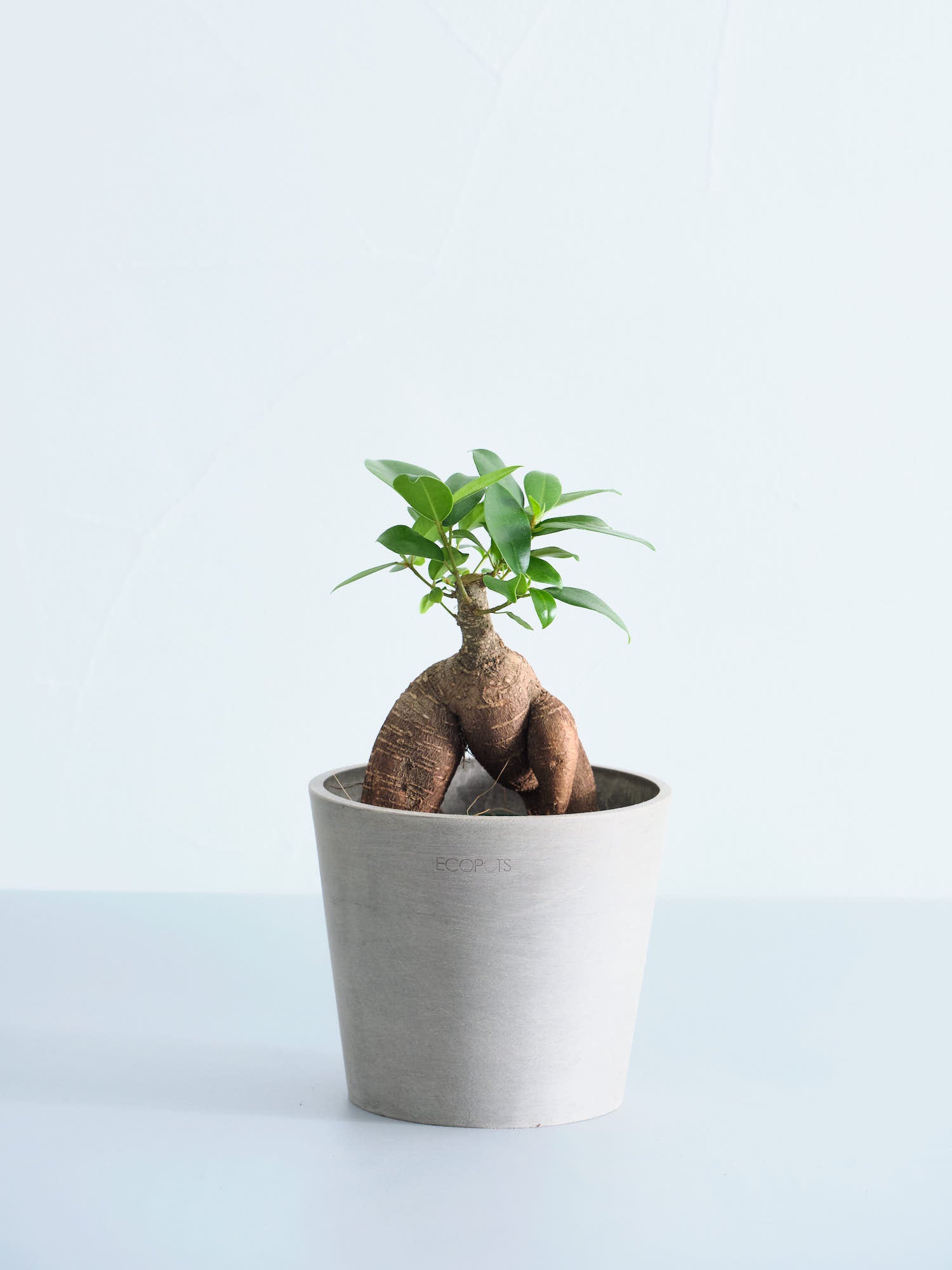 ガジュマル Table-M