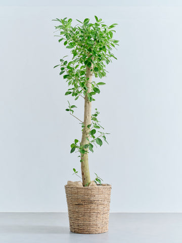 ガジュマル XL【首都圏限定】(バナナリーフバスケット ブラウン)