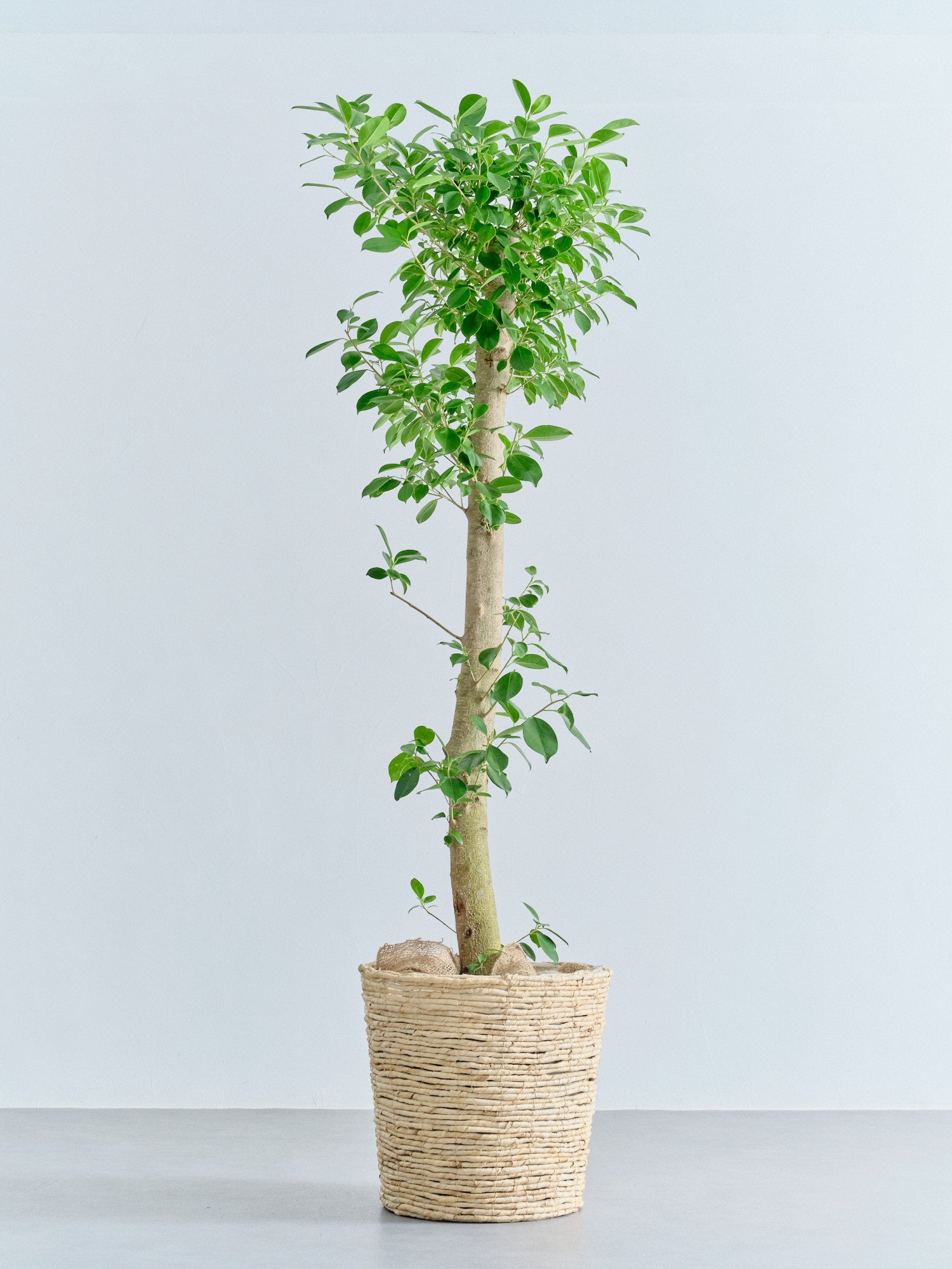 ガジュマル XL【首都圏限定】(バナナリーフバスケット ナチュラル)