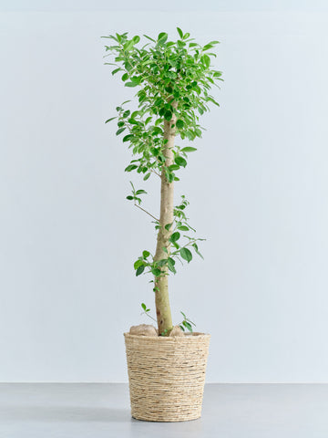 ガジュマル XL【全国発送可能】(バナナリーフバスケット ナチュラル)