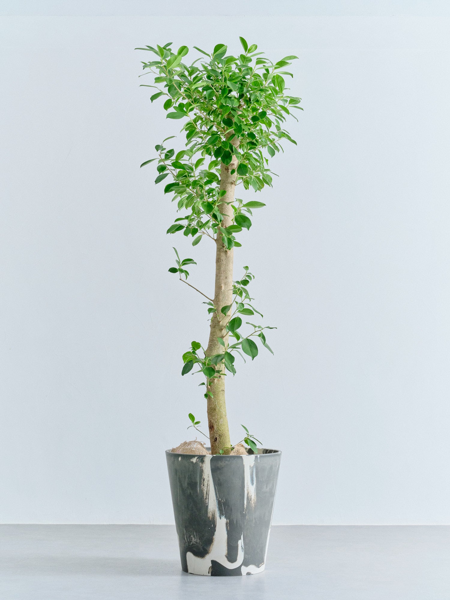 ガジュマル XL【首都圏限定】(樹脂ポット ブラックマーブル)