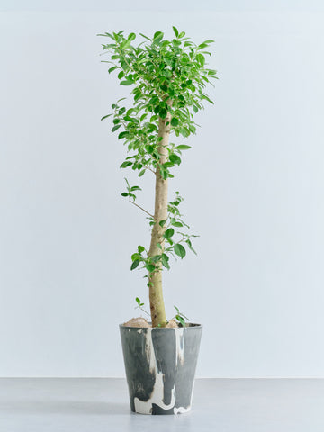 ガジュマル XL【全国発送可能】(樹脂ポット ブラックマーブル)