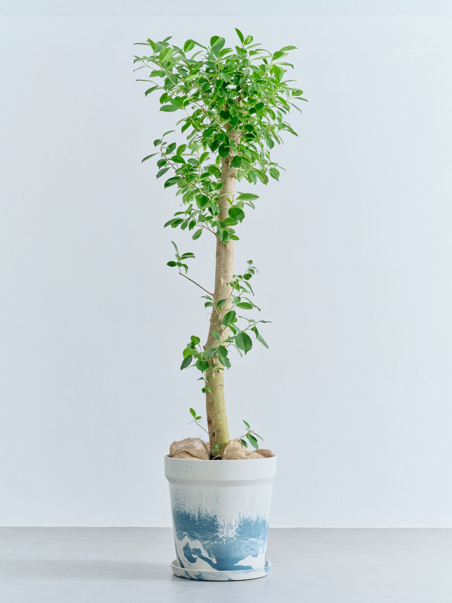 ガジュマル XL【全国発送可能】(アーバンプランツポット マーブルミルク)