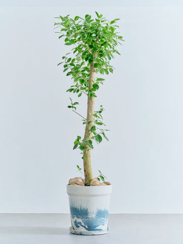 ガジュマル XL【全国発送可能】(アーバンプランツポット マーブルミルク)