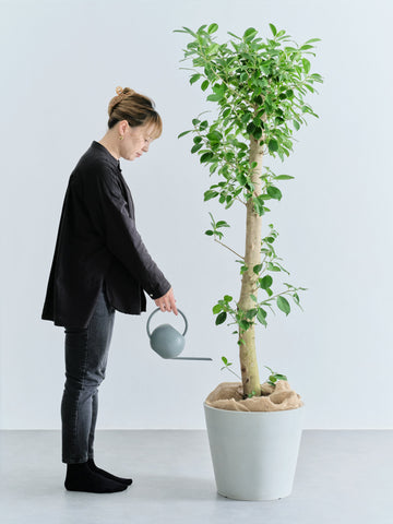 ガジュマル XL【首都圏限定】