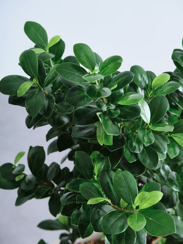 ガジュマル まがり L 昇り龍