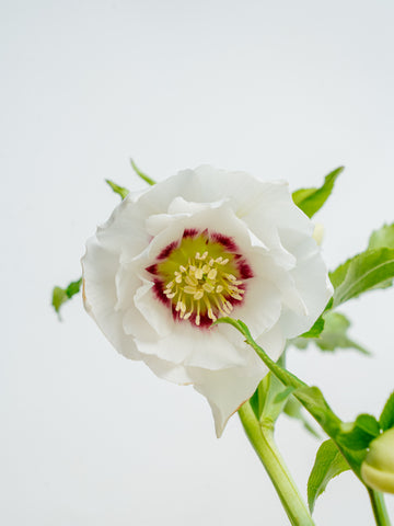 クリスマスローズ ホワイトフラッシュ Table-L