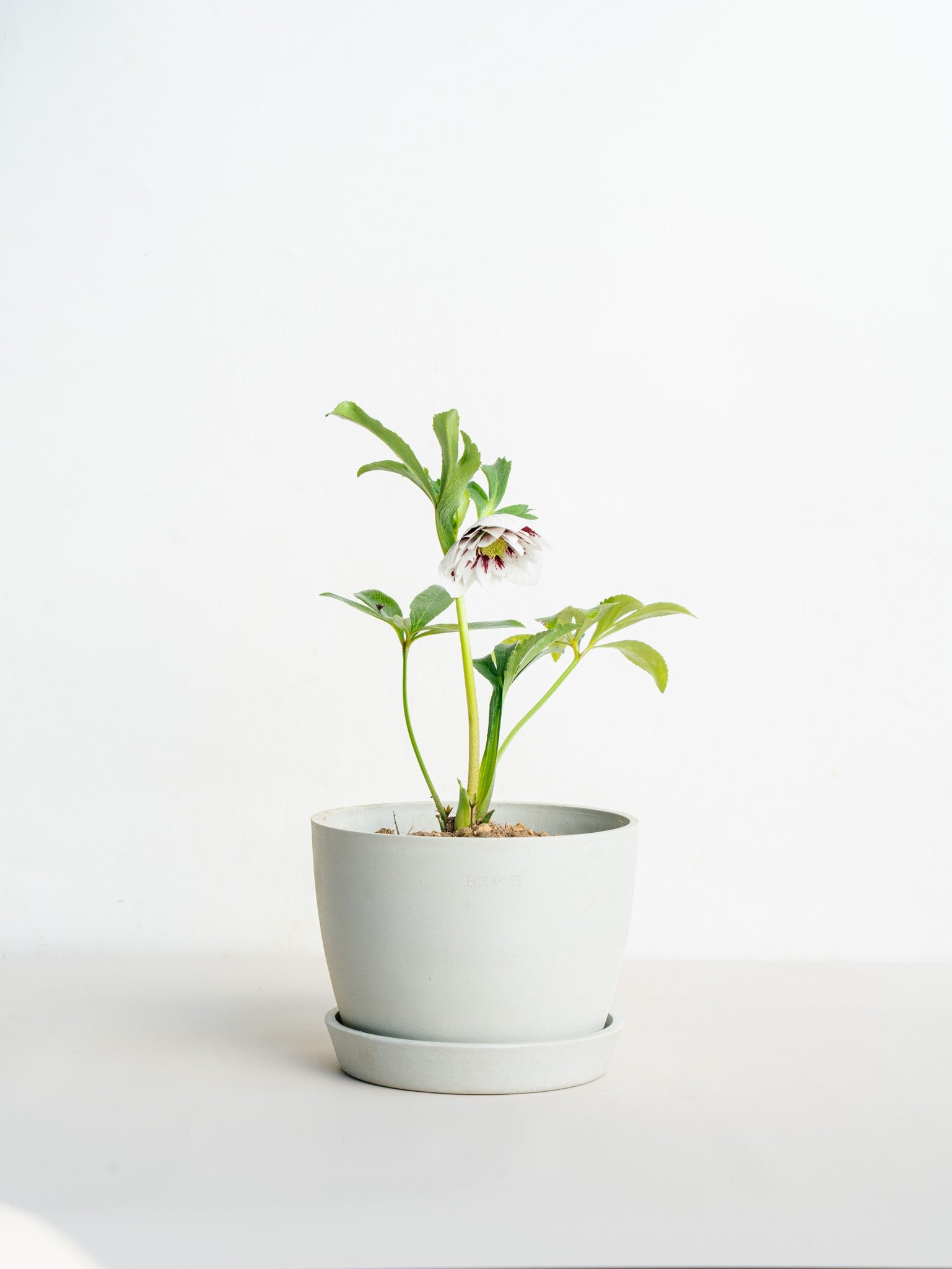 クリスマスローズ ホワイトスポット Table-L