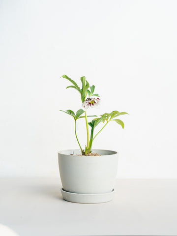 クリスマスローズ ホワイトスポット Table-L