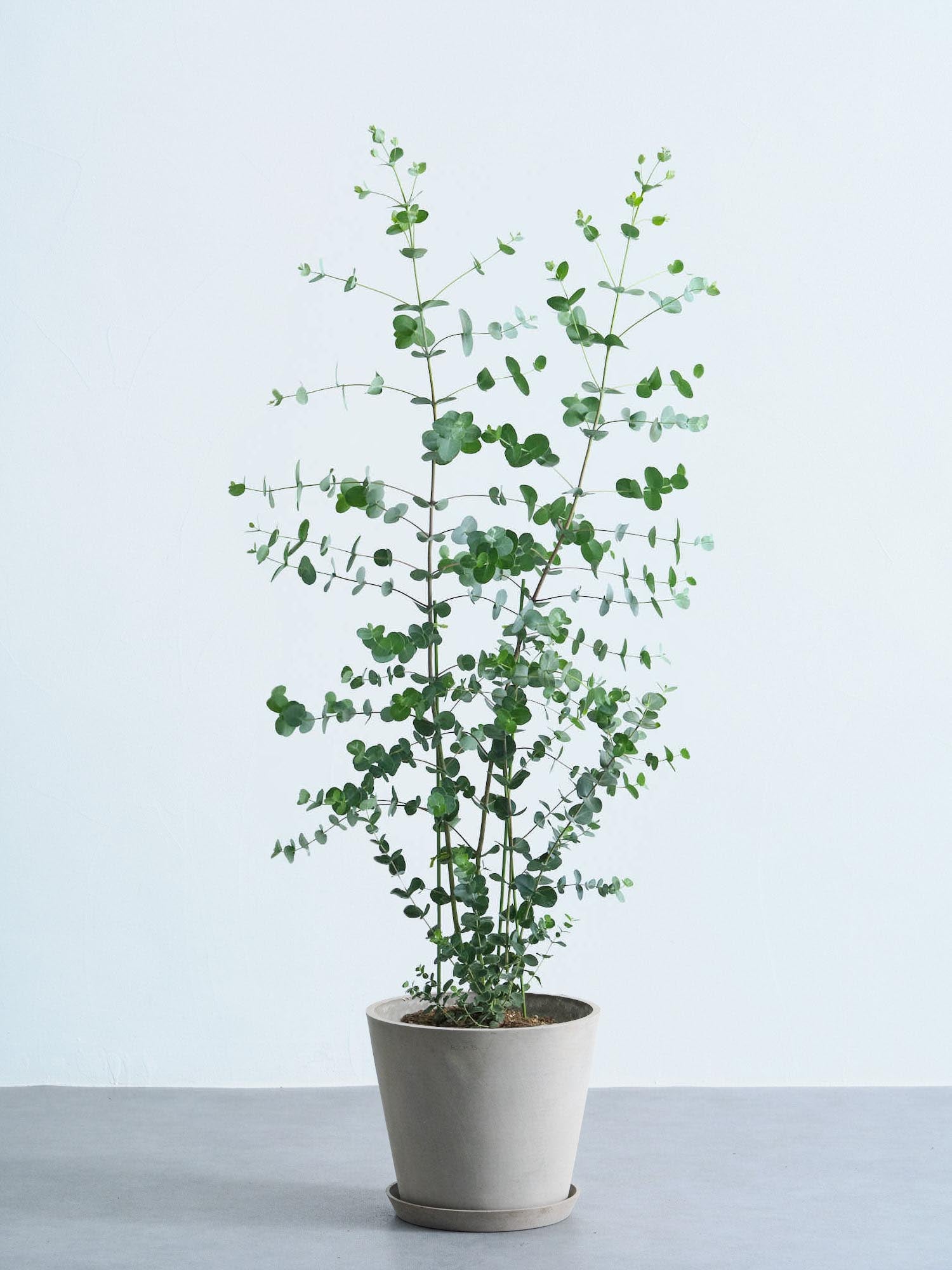 ユーカリ・グニー M