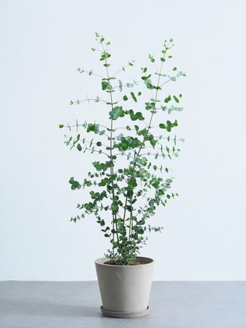 ユーカリ・グニー M