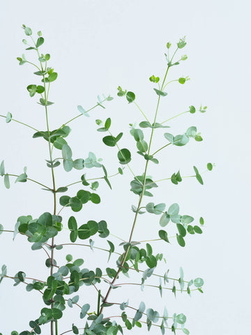 ユーカリ・グニー M