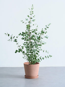 ユーカリ・グニー S