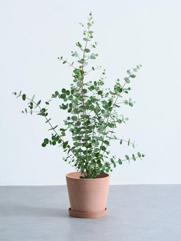 ユーカリ・グニー S