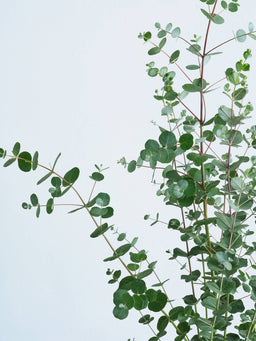 ユーカリ・グニー S