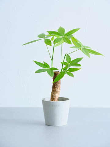 【クリアプランツ】パキラ Table-S