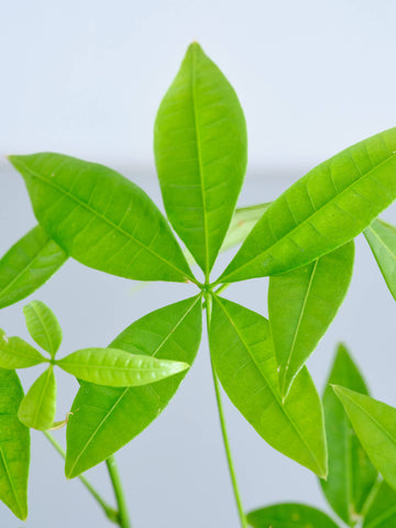 【クリアプランツ】パキラ Table-S